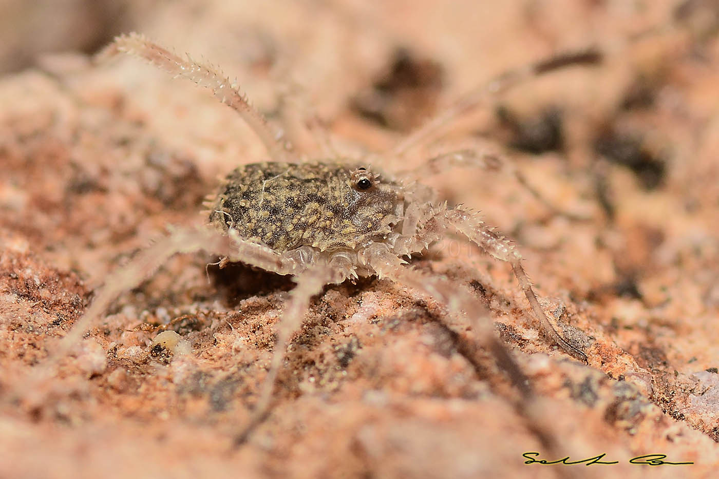 Lacinius horridus (Panzer, 1794) Phalangiidae